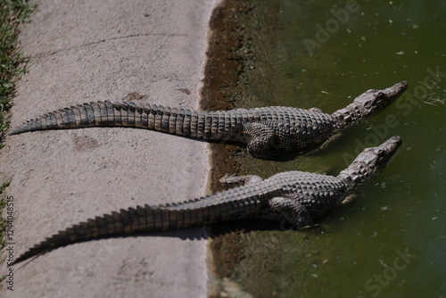 crocodile farm