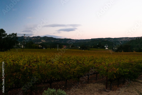 Vineyard rows with autumn leaves under a soft evening sky.