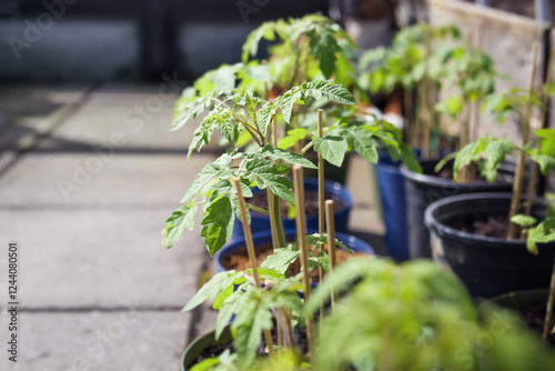 Schilderij op canvas Hardening off tomato plants outside with defocused background
