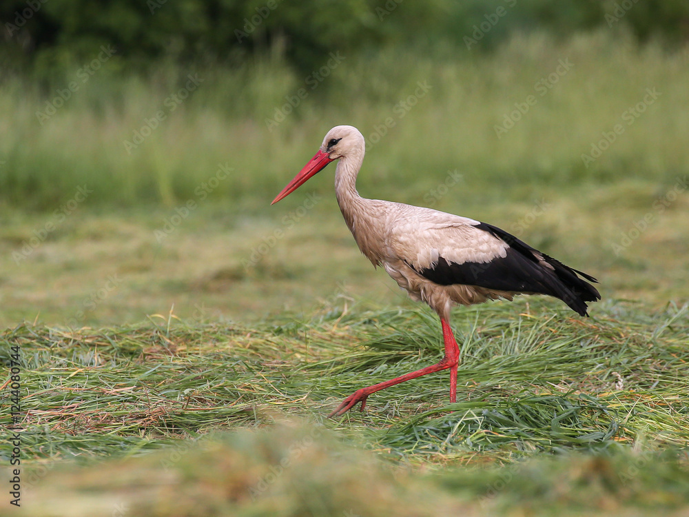 Fototapeta premium A white stork walking through a green meadow looking for food