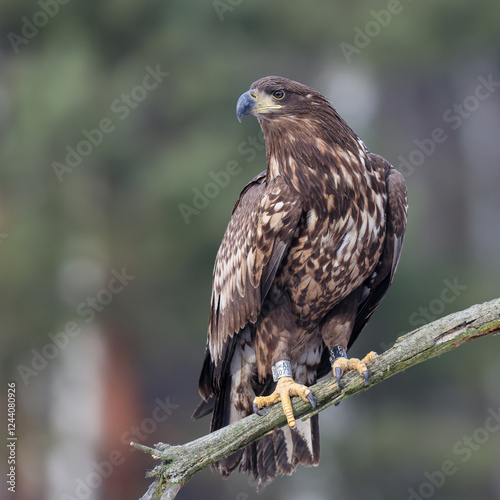 The white-tailed eagle sitting on a branch waiting for prey