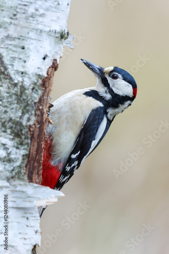 A woodpecker searching for food in a tree trunk