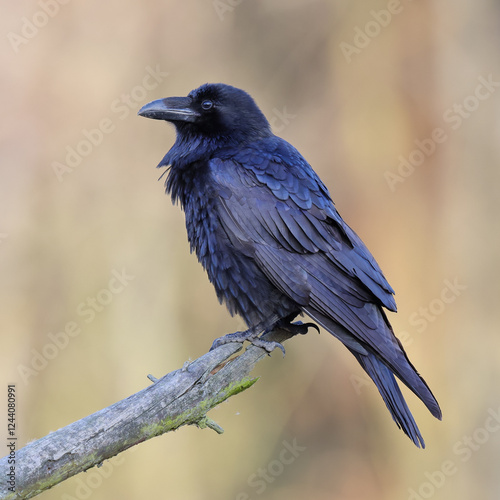 A black raven-bird sitting on a branch