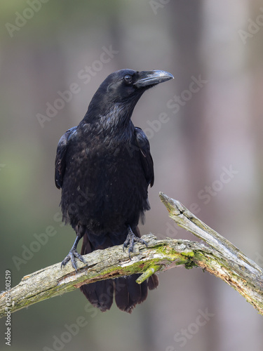 A black raven-bird sitting on a branch