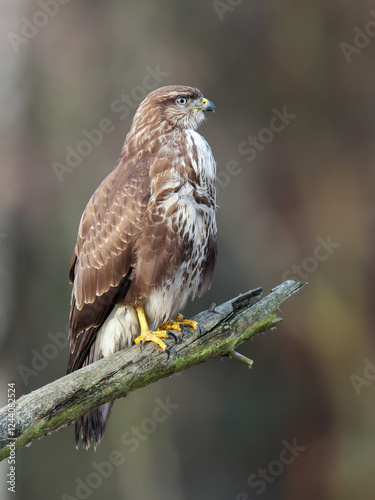 A common buzzard sitting on a branch waiting for prey