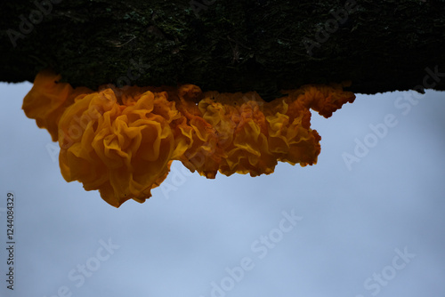 Tremella mesenterica fungi growing on a fallen tree bark with lichens. Tremella mesenterica or golden jelly fungus growing on a fallen tree branch photo