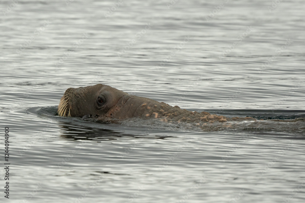 Fototapeta premium Morse, Odobenus rosmarus, Spitzberg, Svalbard, Norvège