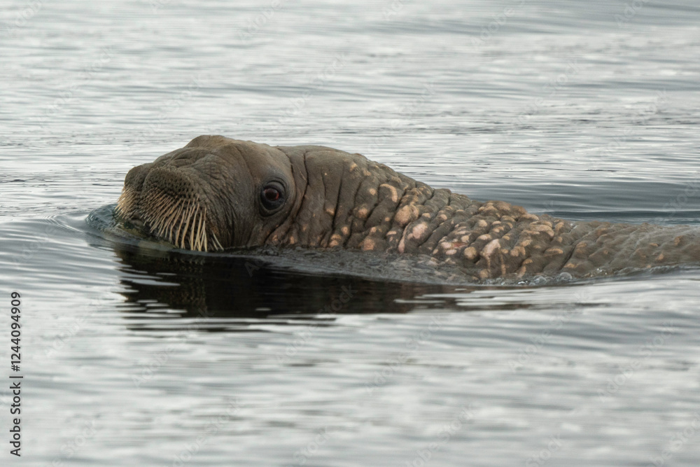 Fototapeta premium Morse, Odobenus rosmarus, Spitzberg, Svalbard, Norvège