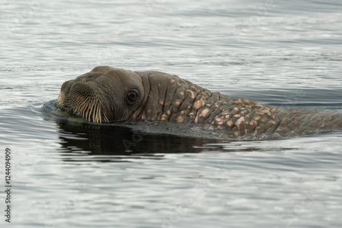 Morse, Odobenus rosmarus, Spitzberg, Svalbard, Norvège photo