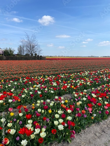 Colorful tulip field in holland