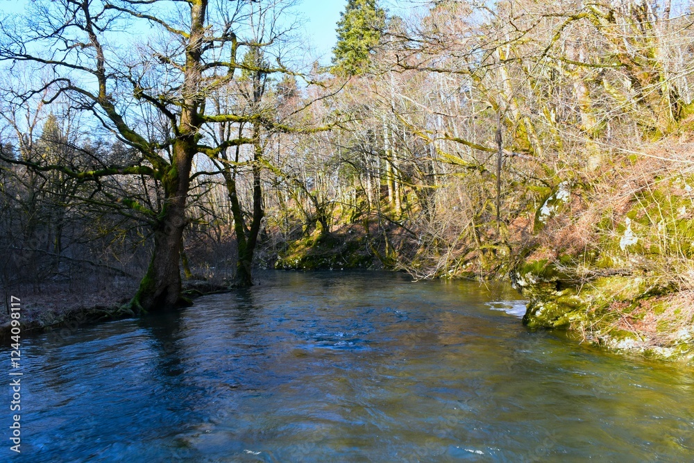 Scenic rak river and a pedunculate oak (Quercus robur) on the shore in Rakov Škocjan nature park in Notranjska, Slovenia Scenic rak river and a pedunculate oak (Quercus robur) on the shore in Rakov Škocjan nature park in Notranjska, Slovenia