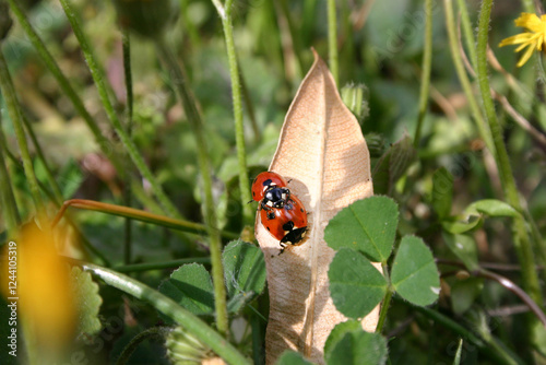 Deux coccinelles amoureuses dans un jardin au printemps