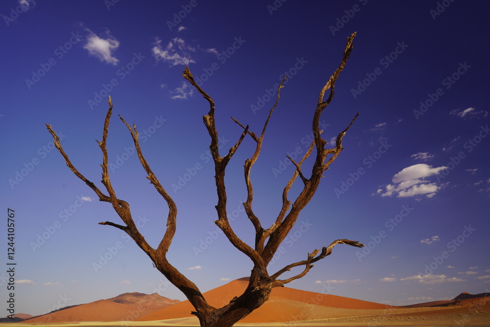 namibia desert bright colours namibia desert bright colours