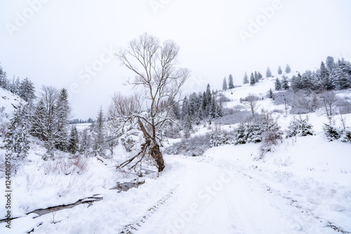 Obraz na płótnie Pieniny , góry, zima, śnieg, Karpaty, mgły, Tatry, Dunajec w salonie