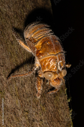 The giant cicada, Quesada gigas, also known as chichara grande, coyoyo, or coyuyo, nymph on a tree photo