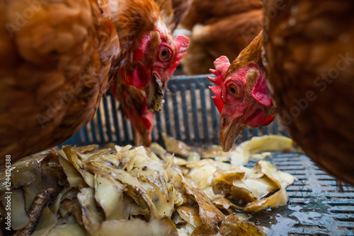 Chickens eating boiled potato skins close-up