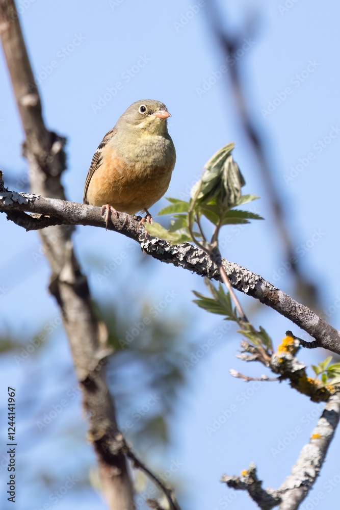 Fototapeta premium Ortolan Bunting