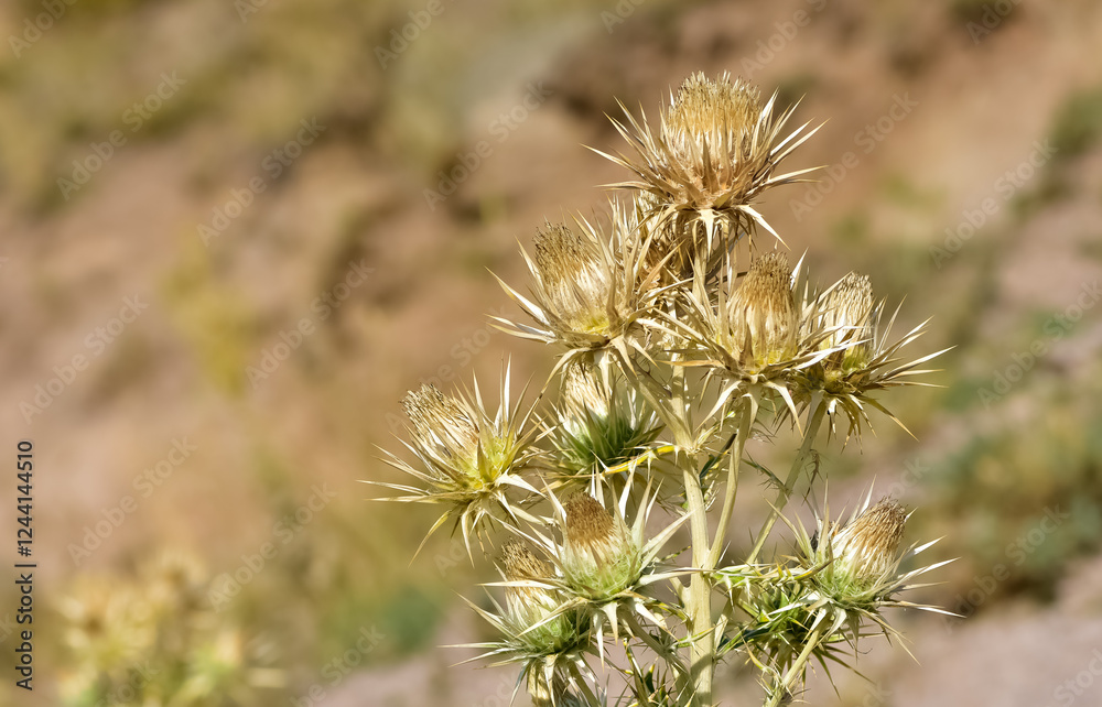 natural plants. wild thorn plant photos. natural plants. wild thorn plant photos.