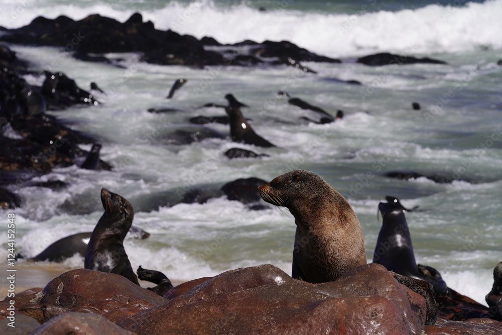 Fototapeta premium seals in wild nature