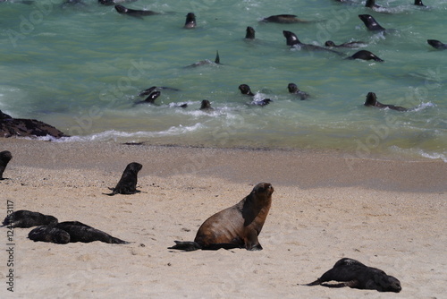 Photography seals in wild nature