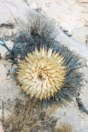Unique Yellow Agave in Arid Desert Landscape