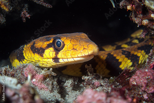 Lachesis Muta
