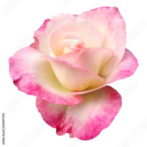 Wallpaper Mural Pink And White Beautiful Rose Flower Image Torontodigital.ca