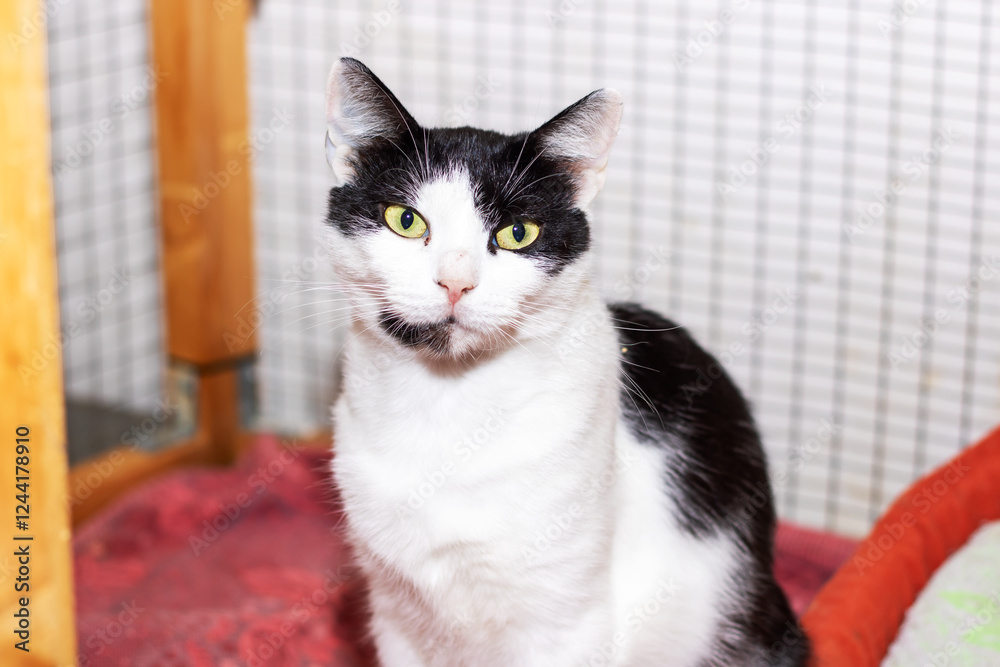 A Playful Black and White Cat Stands Out Beautifully Against a Textured Background A Playful Black and White Cat Stands Out Beautifully Against a Textured Background