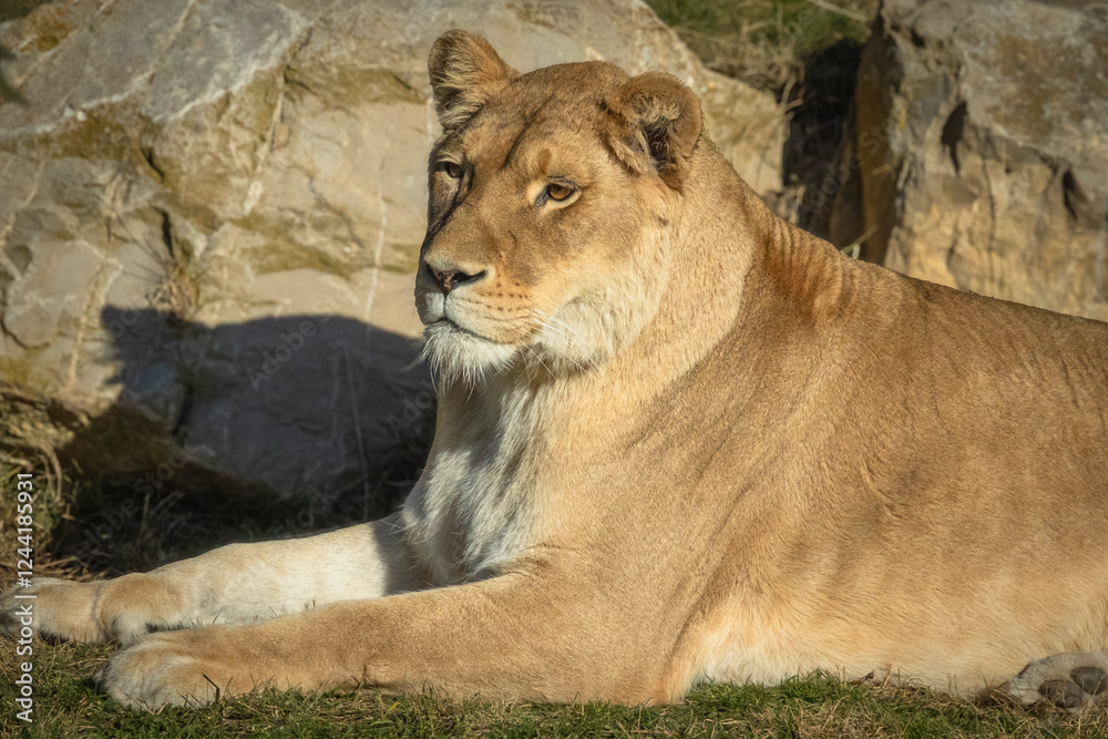lionne, en gros plan, couché dans l'herbe. lionne, en gros plan, couché dans l'herbe.