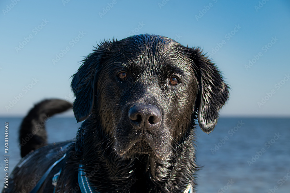 A wet black Labrador Retriever stands at the beach, gazing intently at the camera. Its fur glistens in the sunlight, reflecting the blue sky and ocean in the background. A moment of adventure and play A wet black Labrador Retriever stands at the beach, gazing intently at the camera. Its fur glistens in the sunlight, reflecting the blue sky and ocean in the background. A moment of adventure and play