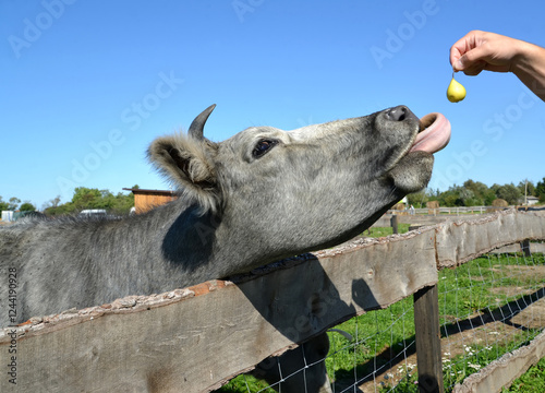 Latvian blue cow reaches tongue for pear in man's hand
