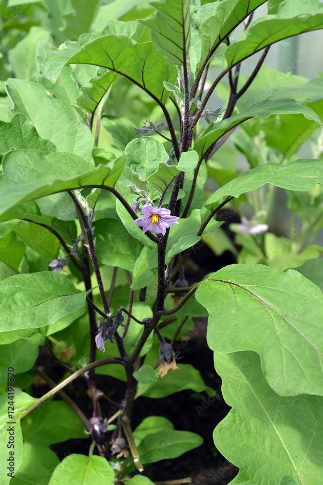 Flowering eggplant (Solanum melongena l.) Flowering eggplant (Solanum melongena l.)