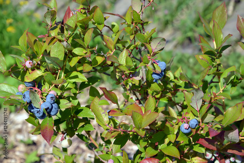 Garden blueberry with berries (Vaccinium corymbosum L.)