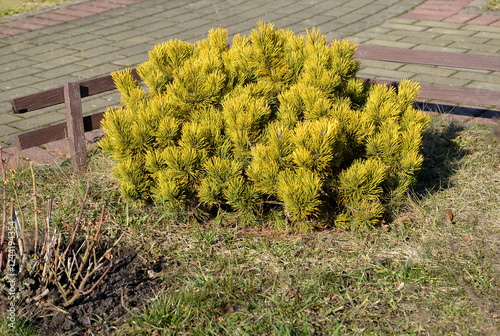 Mountain pine, variety 'Winter Gold' on a sunny spring day. City Square
