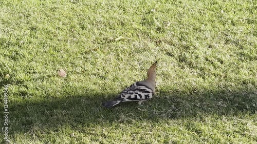 Eurasian hoopoe Upupa epops is most widespread species of genus Upupa