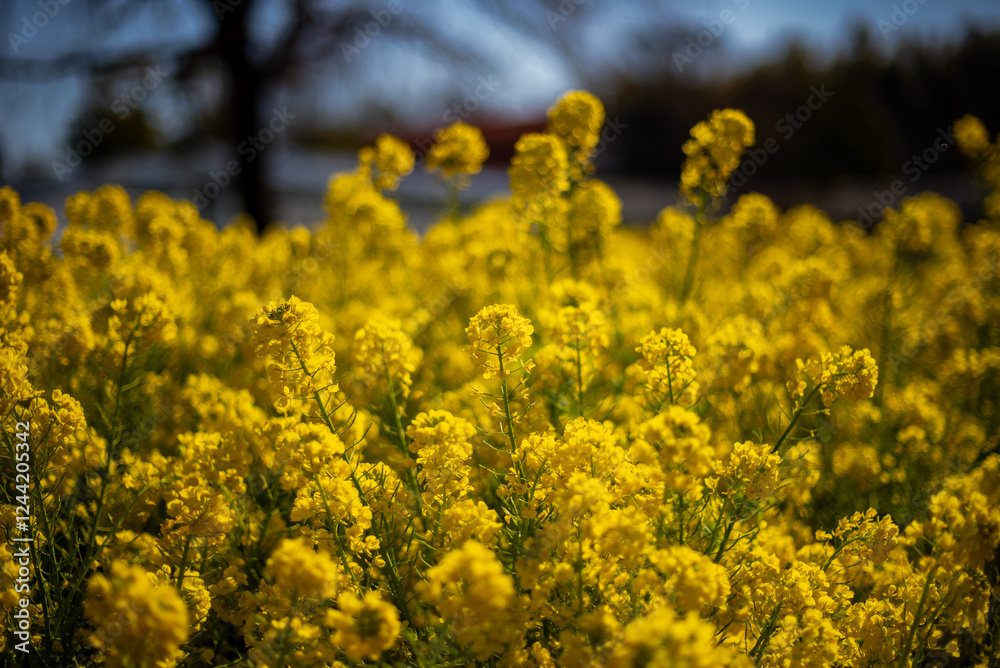 菜の花 菜の花