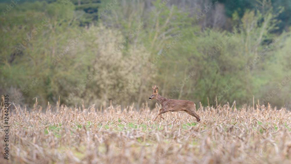 Roe deer buck in moult running among the corn stubble in a field. Capreolus capreolus, zea mays, Sologne, Loiret 45, région Centre-Val-de-Loire, France, European Union, Europe Roe deer buck in moult running among the corn stubble in a field. Capreolus capreolus, zea mays, Sologne, Loiret 45, région Centre-Val-de-Loire, France, European Union, Europe