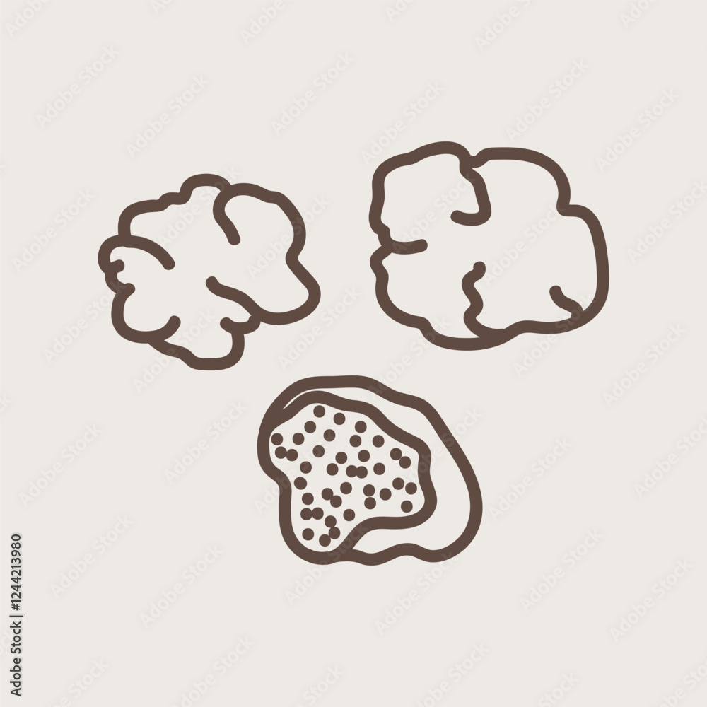 Vector illustration of white truffle mushroom in linear style on isolated background. Hand drawn exotic edible woodland truffle plant. Food ingredients, oil, menu. Design for label, sign, logo, card Vector illustration of white truffle mushroom in linear style on isolated background. Hand drawn exotic edible woodland truffle plant. Food ingredients, oil, menu. Design for label, sign, logo, card