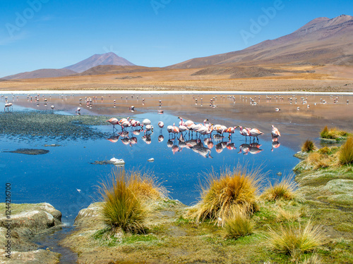 A group of andean pink flamingos in Laguna hedionda stinking lake in Nor Lípez Bolivia photo