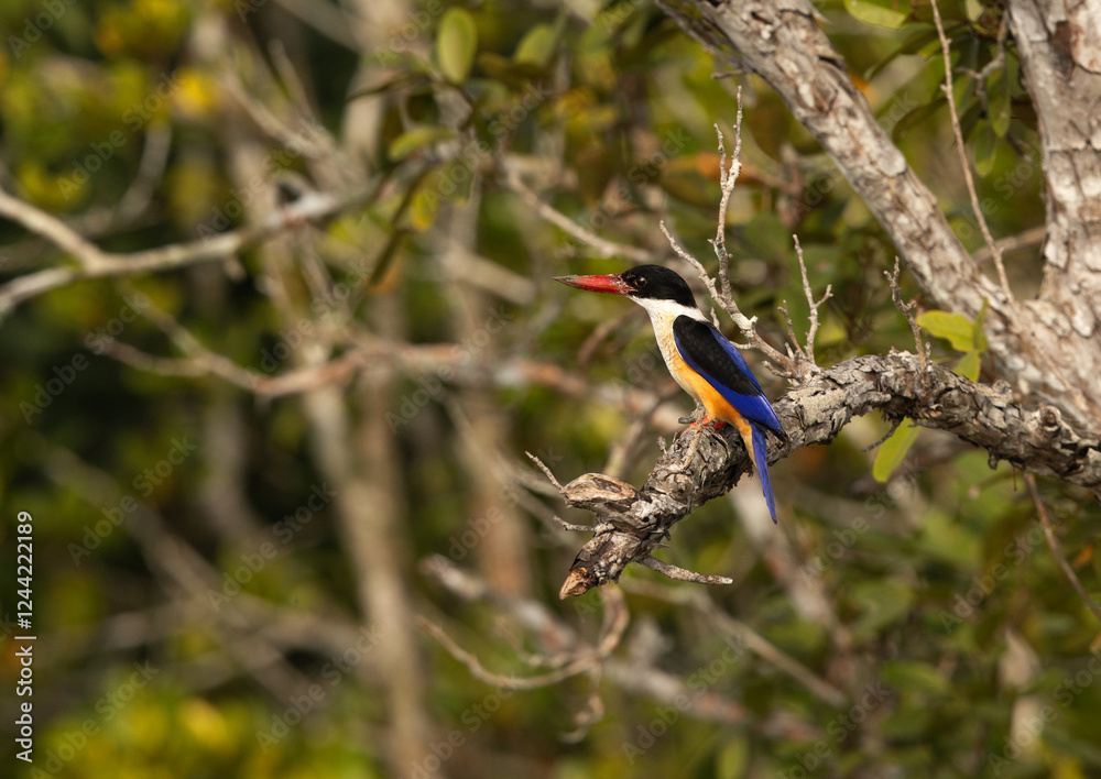Fototapeta premium Closeup of Black-capped kingfisher perched on mangrove tree at Sundarban tiger reserve, India