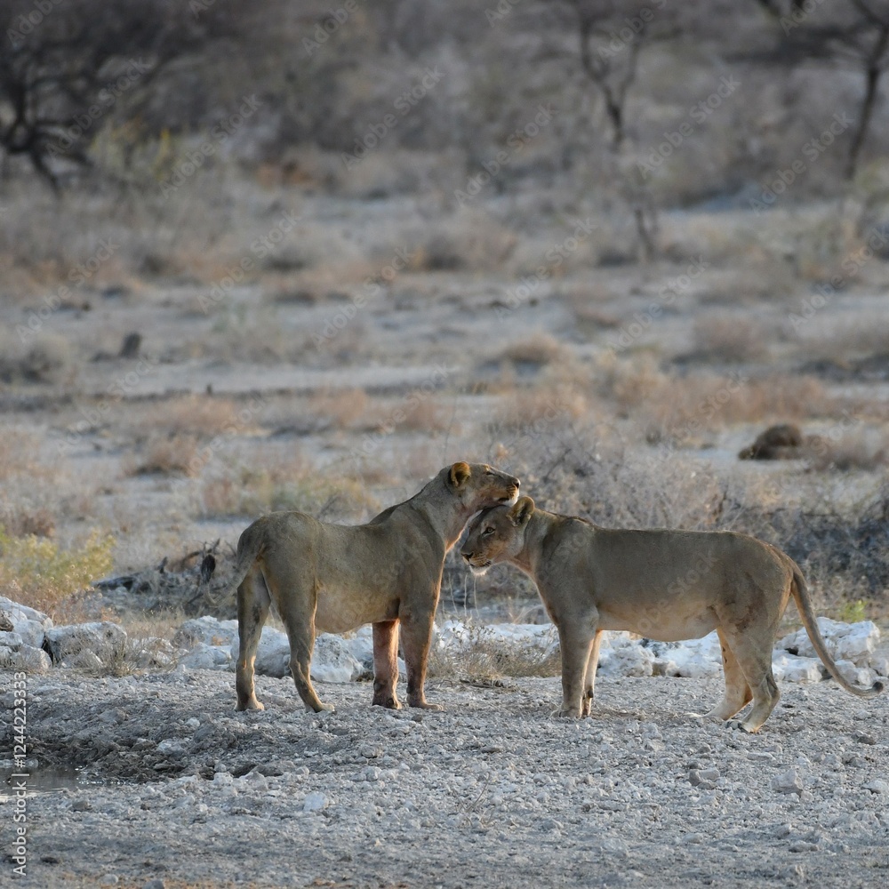 Two cuddling lionesses near a waterhole in Africa Two cuddling lionesses near a waterhole in Africa