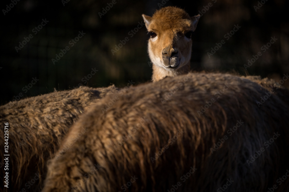 Fototapeta premium llama alpaca portrait in zoopark