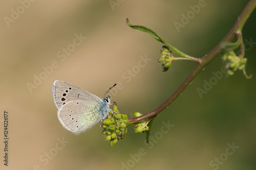 flowers and butterfly in natural life photo