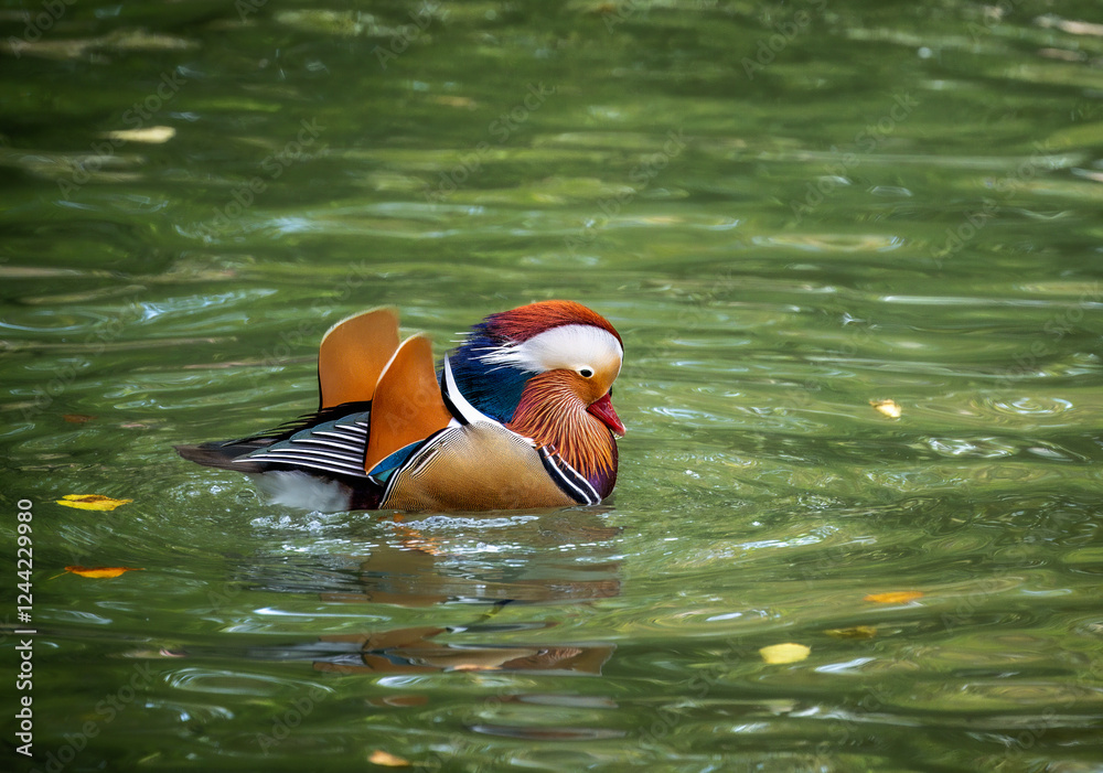 Mandarin duck swimming in the water