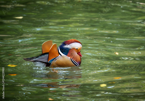 Mandarin duck swimming in the water