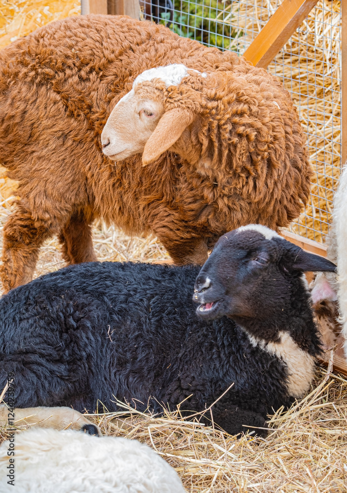 Naklejka premium Multicolored sheep in a pen