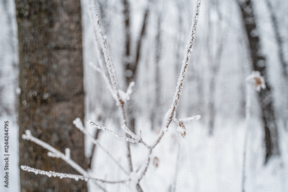 The branches of bushes covered with snow and ice are swaying in the wind in winter, a natural winter landscape, space for text The branches of bushes covered with snow and ice are swaying in the wind in winter, a natural winter landscape, space for text