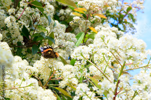 Butterfly on whitef lowers photo