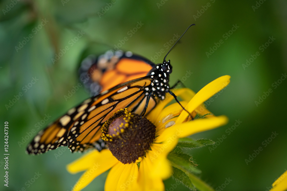 monarch butterfly on yellow flowers