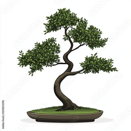 bonsai tree isolated